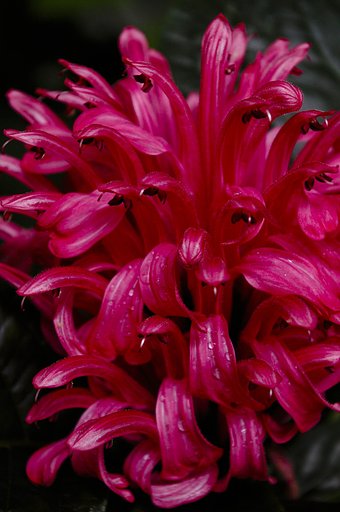 flower 1