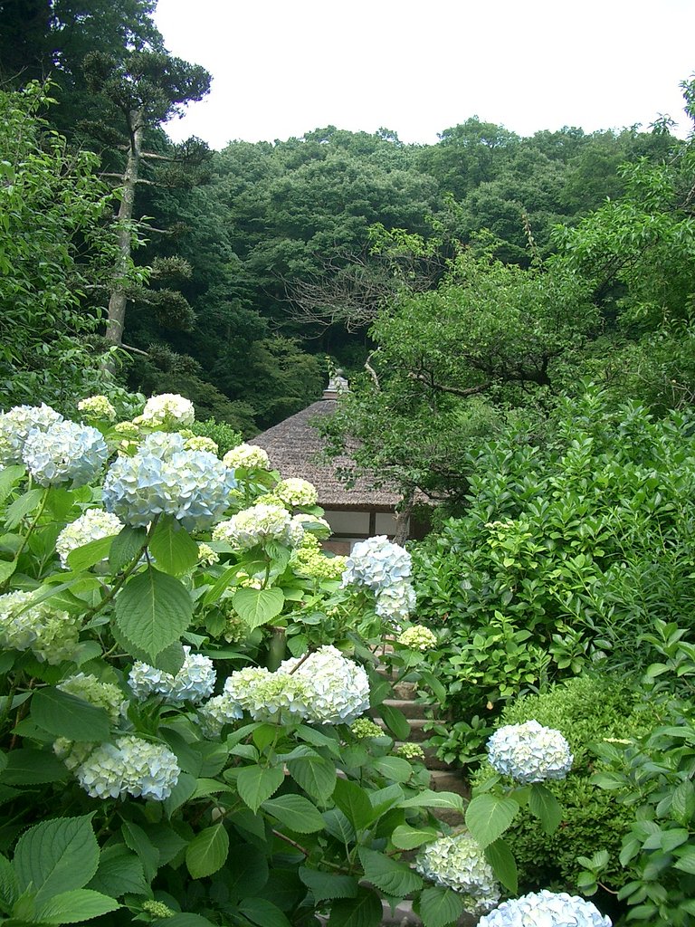 〜鎌倉散策-最終回-　明月院の紫陽花〜