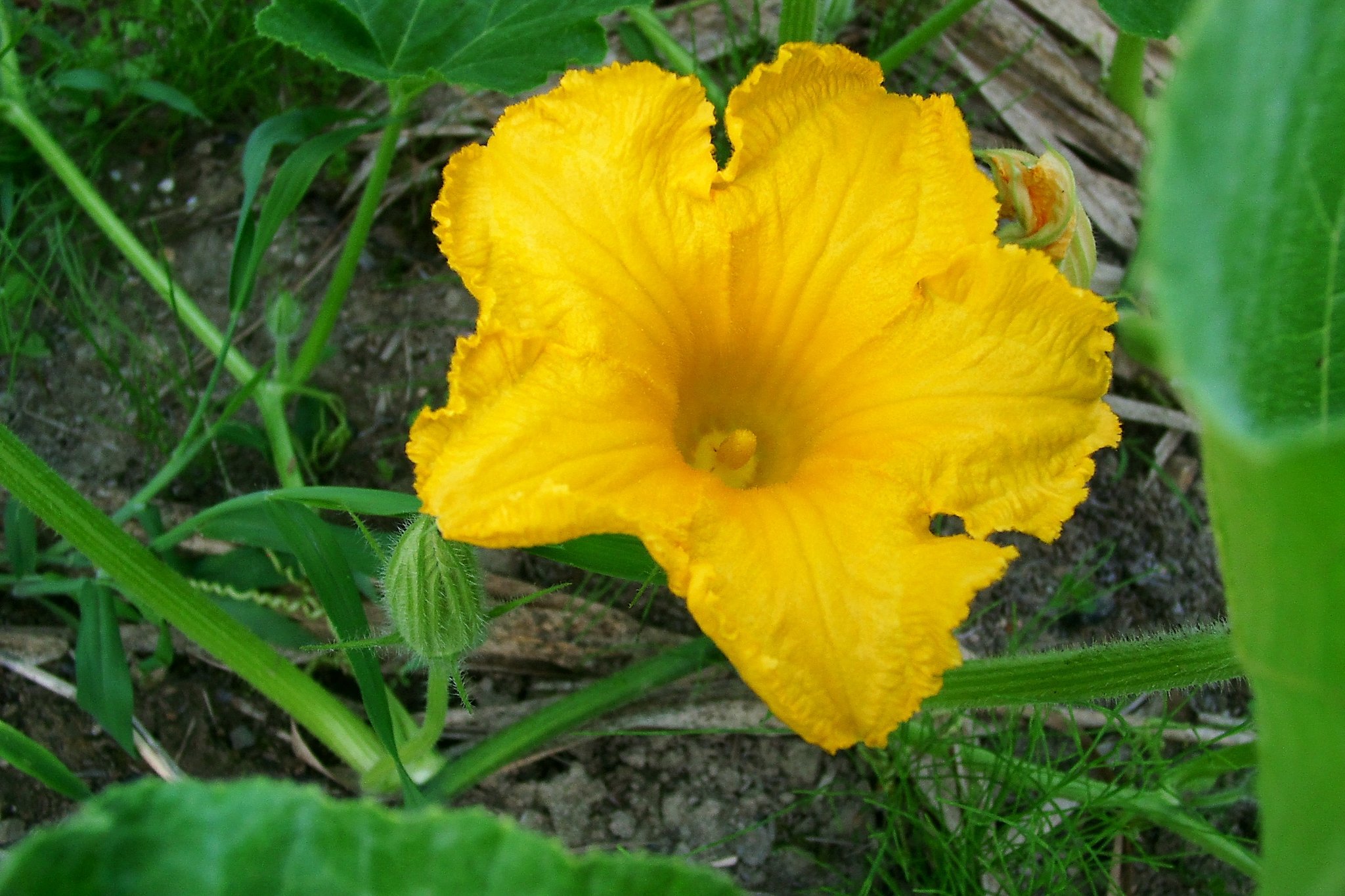 カボチャのお花のご夫婦：雄花