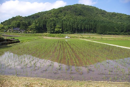 コシヒカリの水田に肥料40k施肥