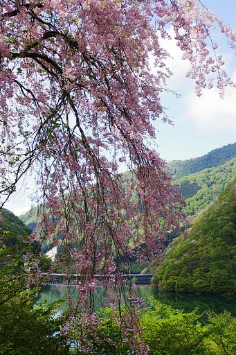 鳴子の枝垂れ桜