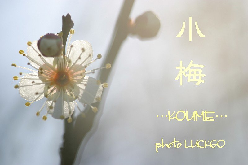 小梅