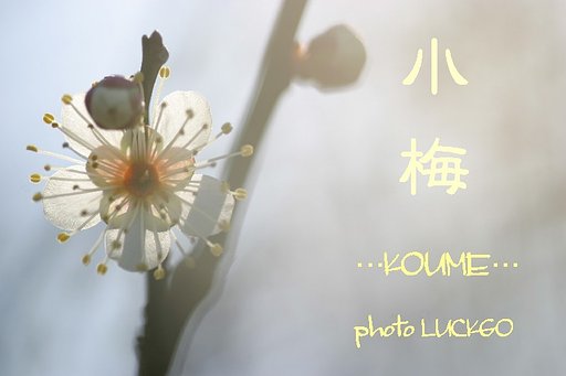 小梅