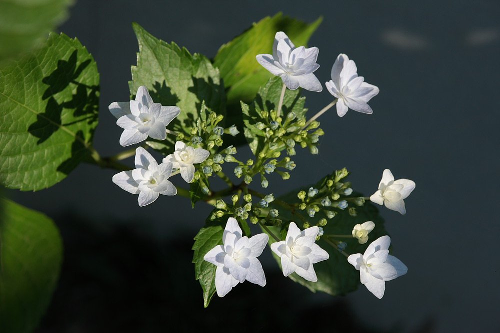 隅田の花火