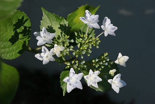 隅田の花火