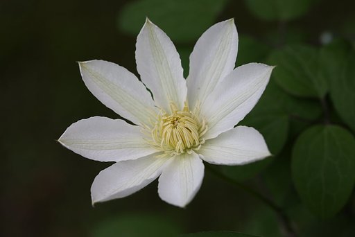 日の丸ですみません
