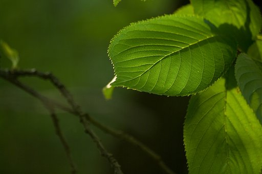 エッジの光彩