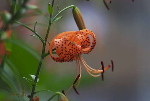 鬼百合
