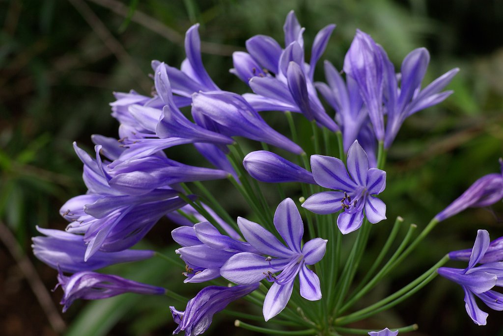 紫花