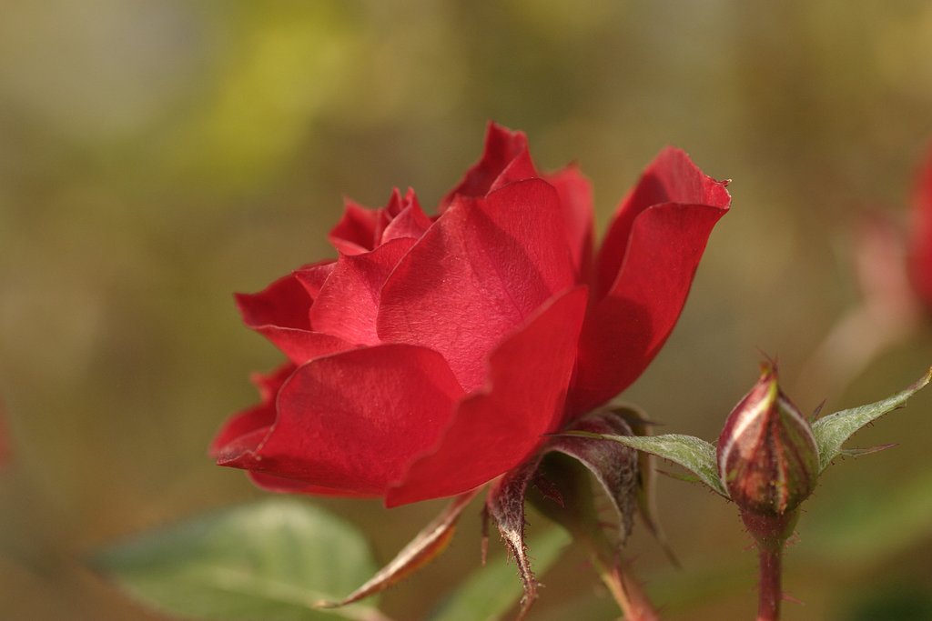 Paper flower