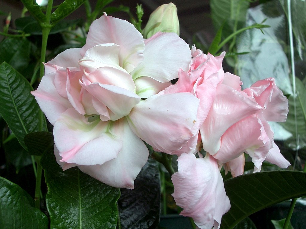 売り場の花-マンデビラ-その2