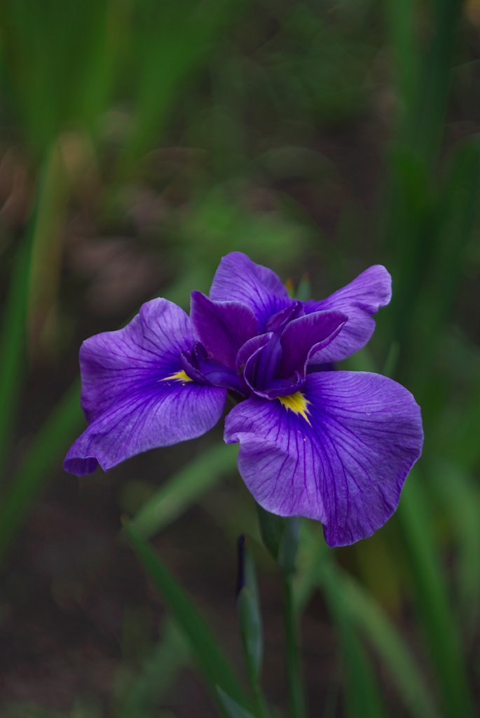 Carl Zeiss BIOMETAR 80/2.8ノンコートゼブラ