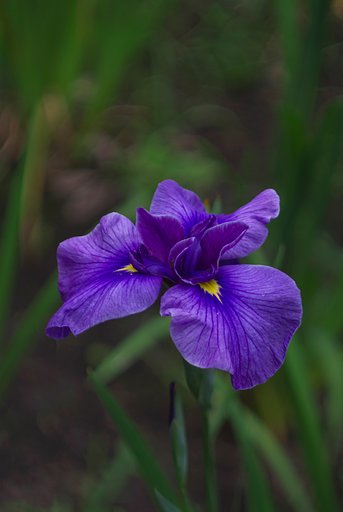Carl Zeiss BIOMETAR 80/2.8ノンコートゼブラ