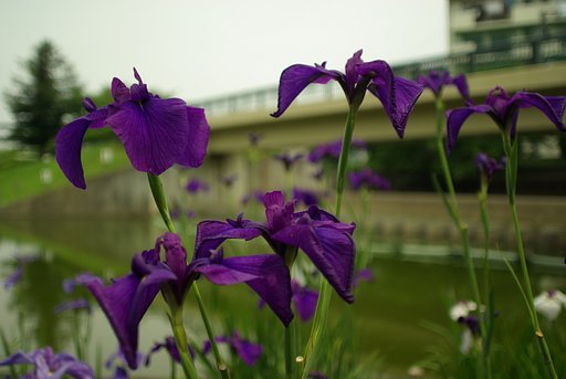smc PENTAX 24mm F2.8