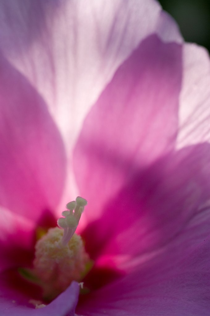 ムクゲは夏の花