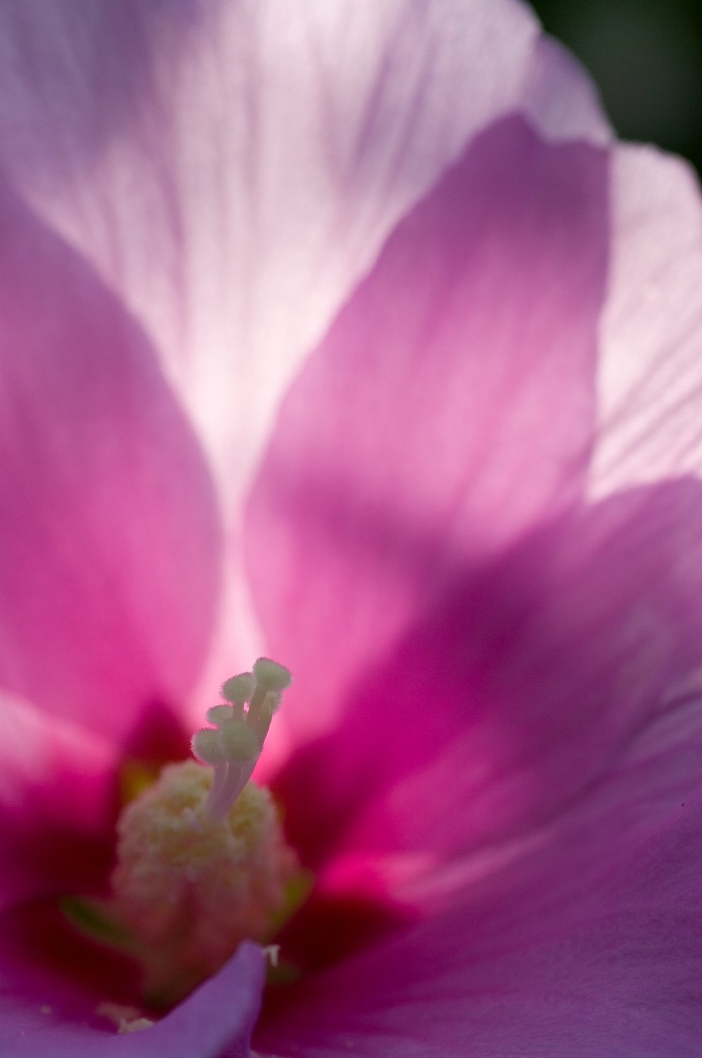 ムクゲは夏の花