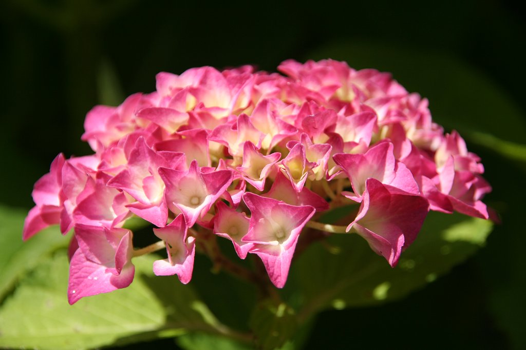 紫陽花