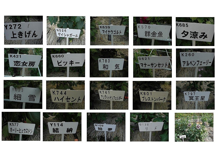 町田ダリア園 開園中（ダリアの名札）