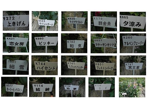 町田ダリア園 開園中（ダリアの名札）