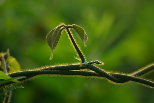 森の蔓草