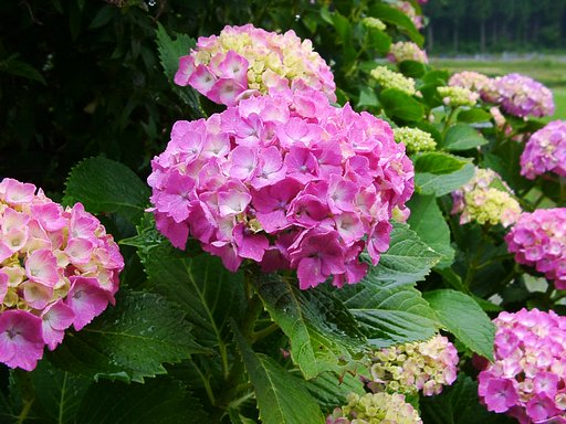 柳井手の水田の隣のうちのアジサイ