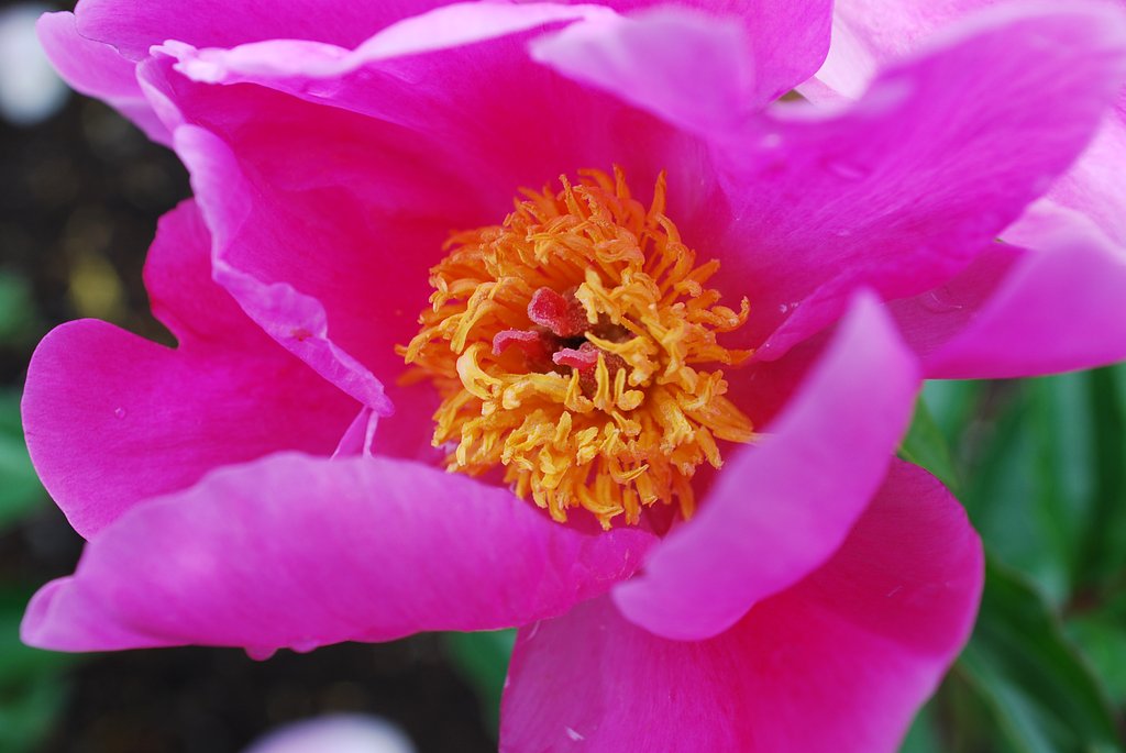 Ais Nikkor 28-85F3.5-4.5 Macro