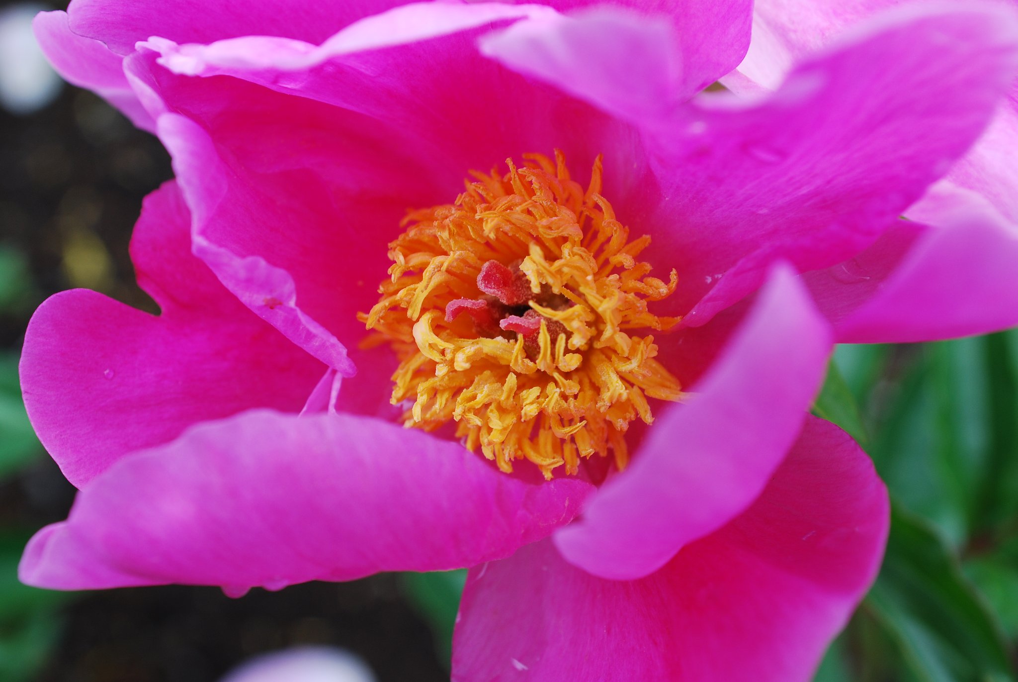 Ais Nikkor 28-85F3.5-4.5 Macro
