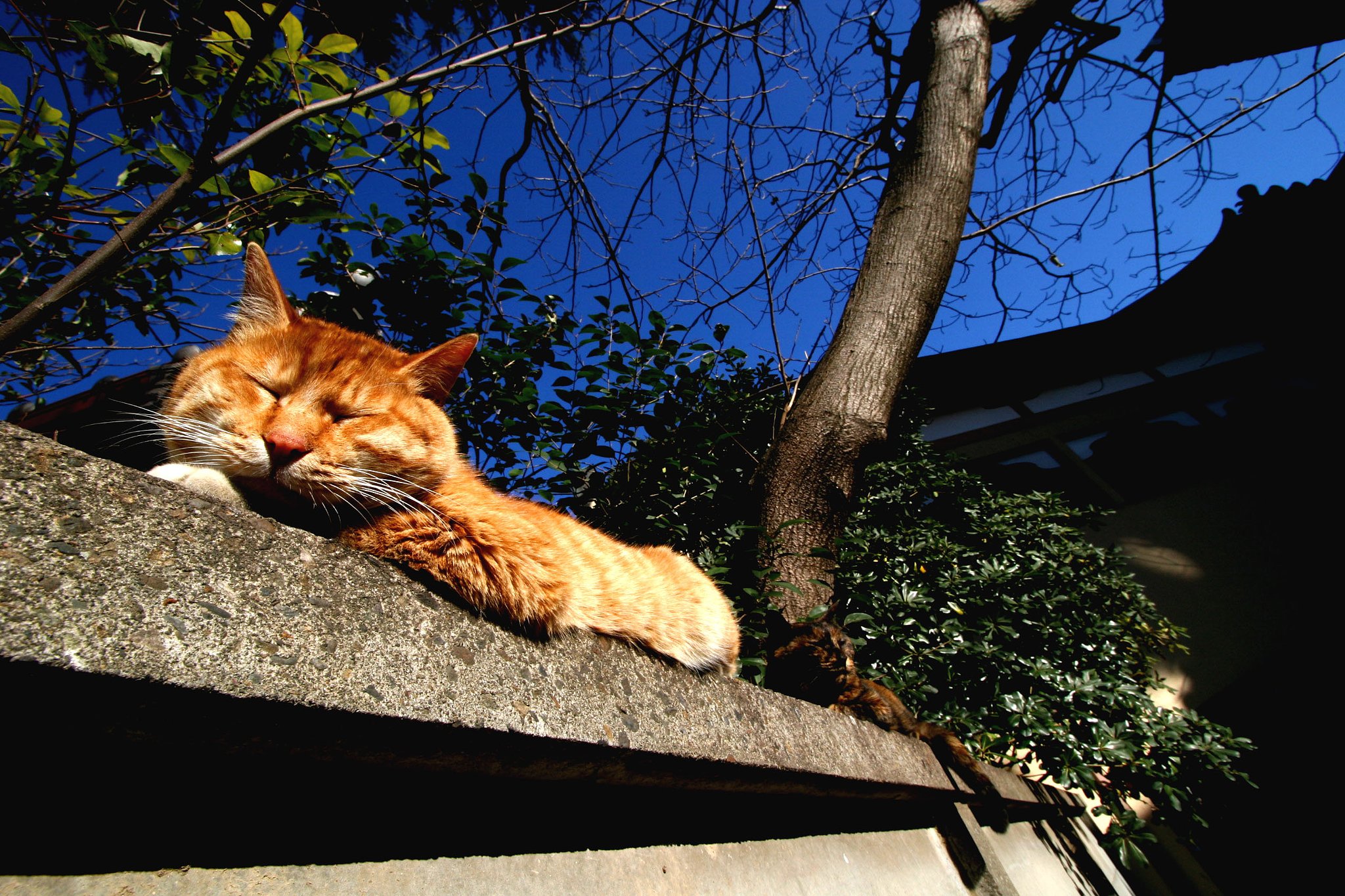 今日の猫