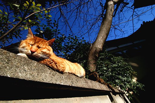 今日の猫