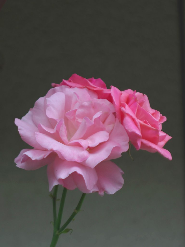 「Silver」シルバーバックで薔薇