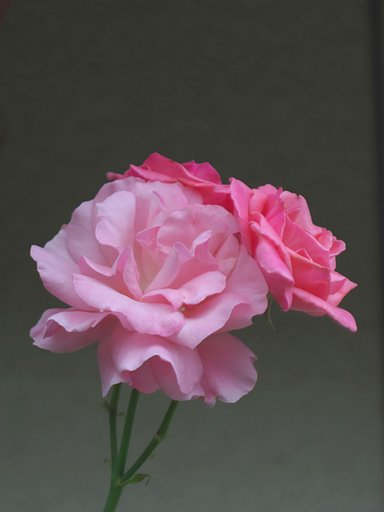 「Silver」シルバーバックで薔薇