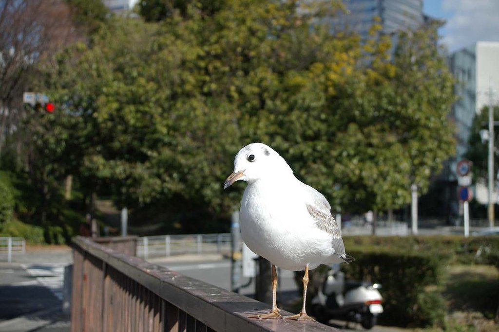 人懐っこい？カモメ