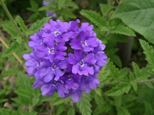 花手毬？