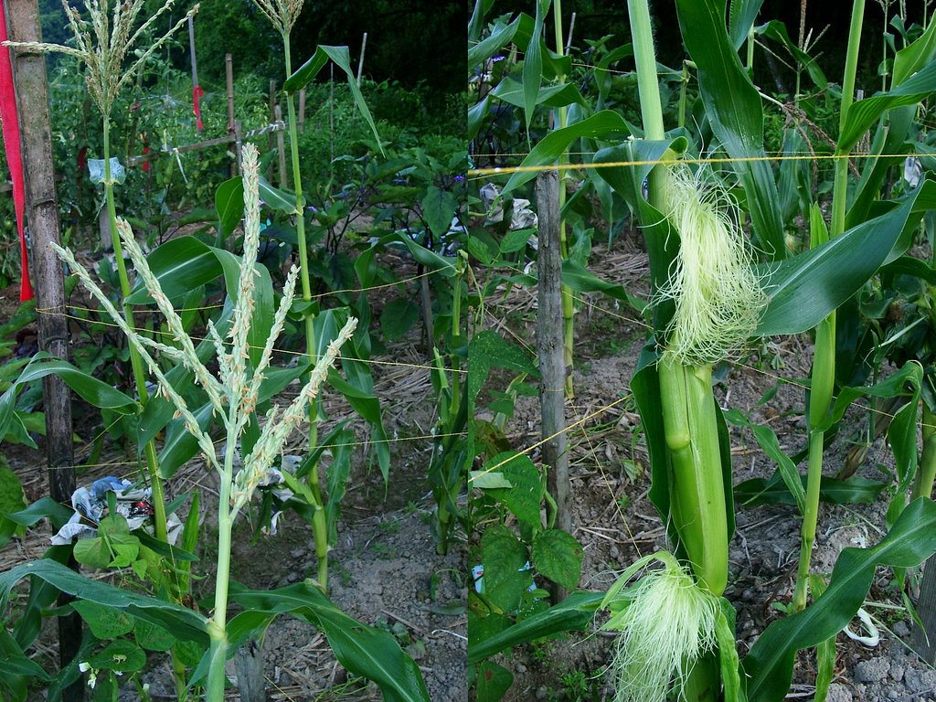 花も実もある人生-トウモロコシ