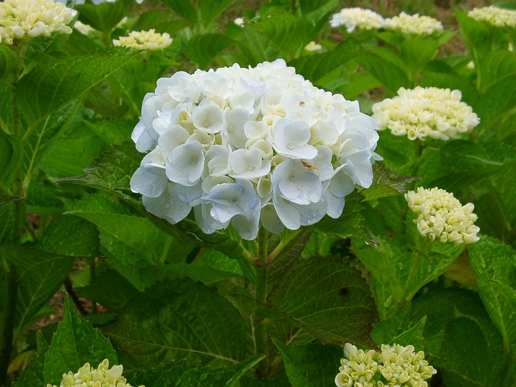 村の入口付近の西洋アジサイ「イマキュラータ」