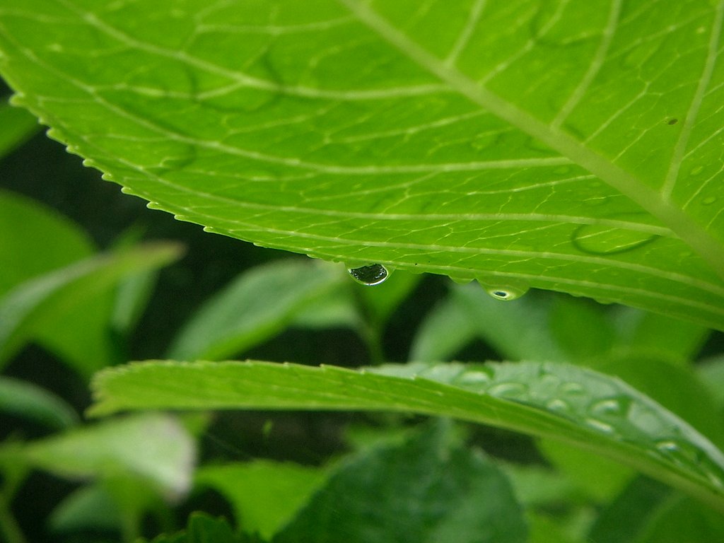 梅雨もまた