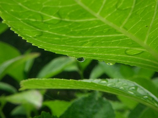 梅雨もまた