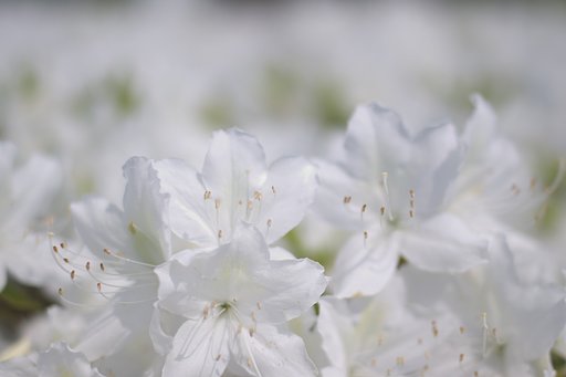 白く淡く