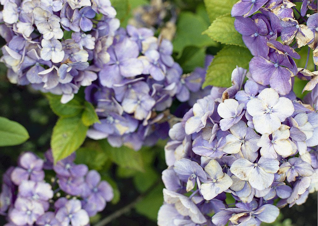 枯れる紫陽花