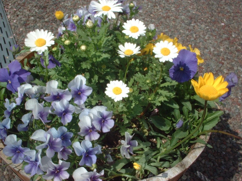 おっ！花みっけ！