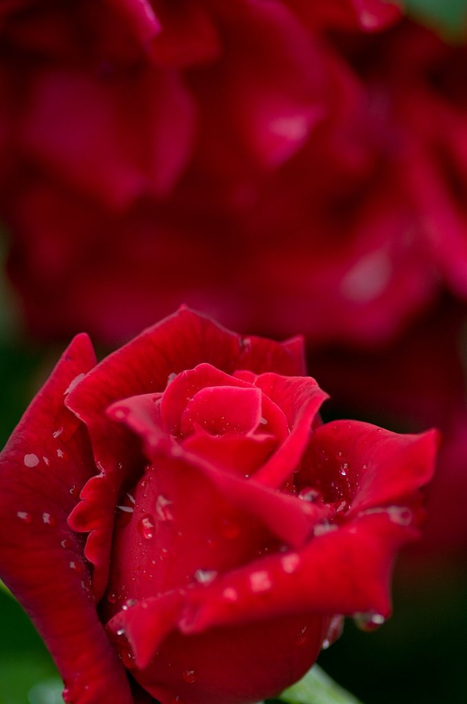 薔薇と薔薇