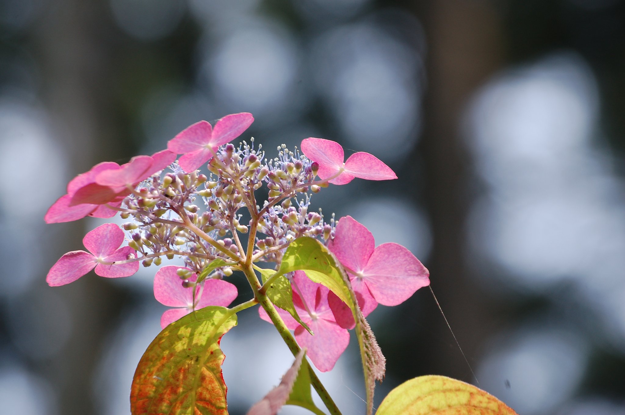 紫陽花　七変化