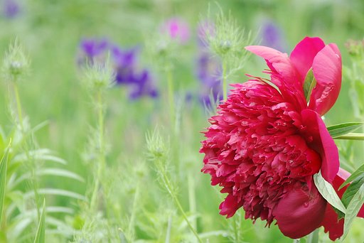 折れた紅花