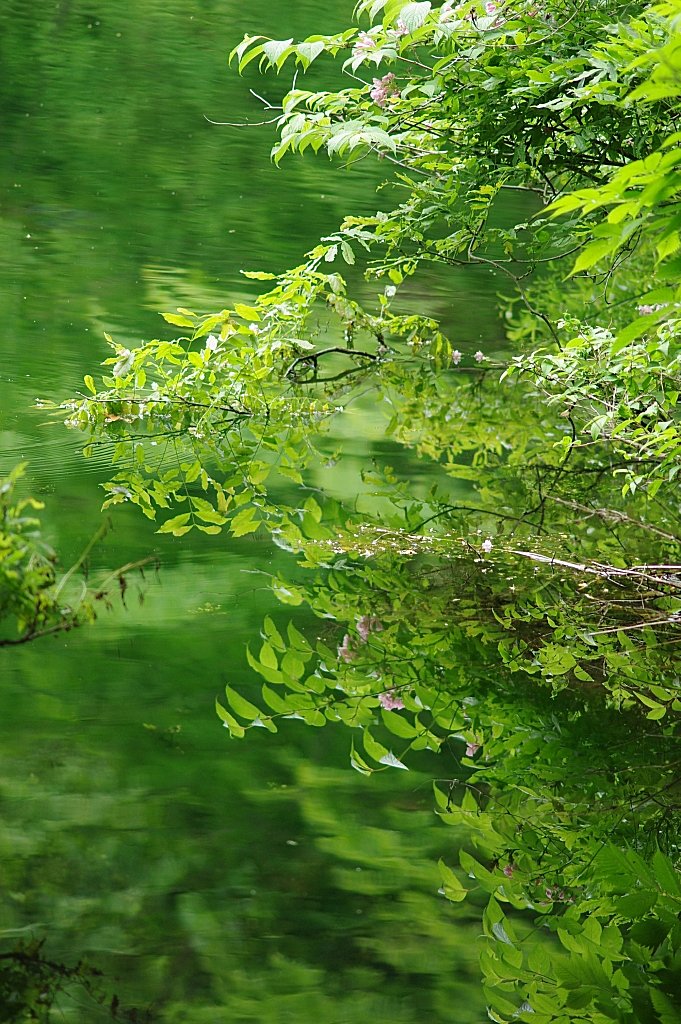 The Green world