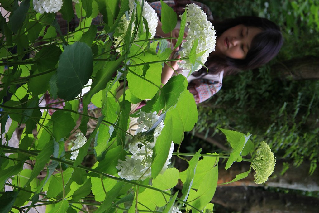 白い紫陽花