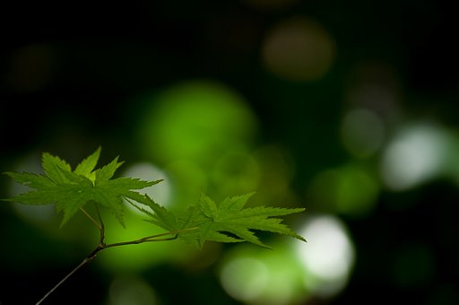 やさしい光