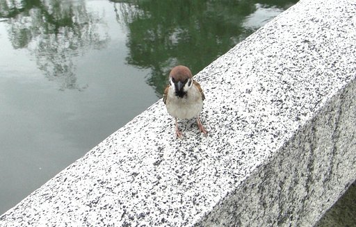 スズメ