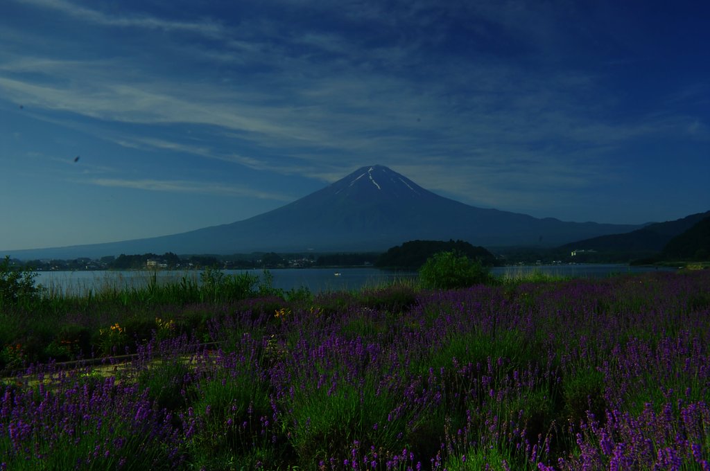 富士山とラベンダー