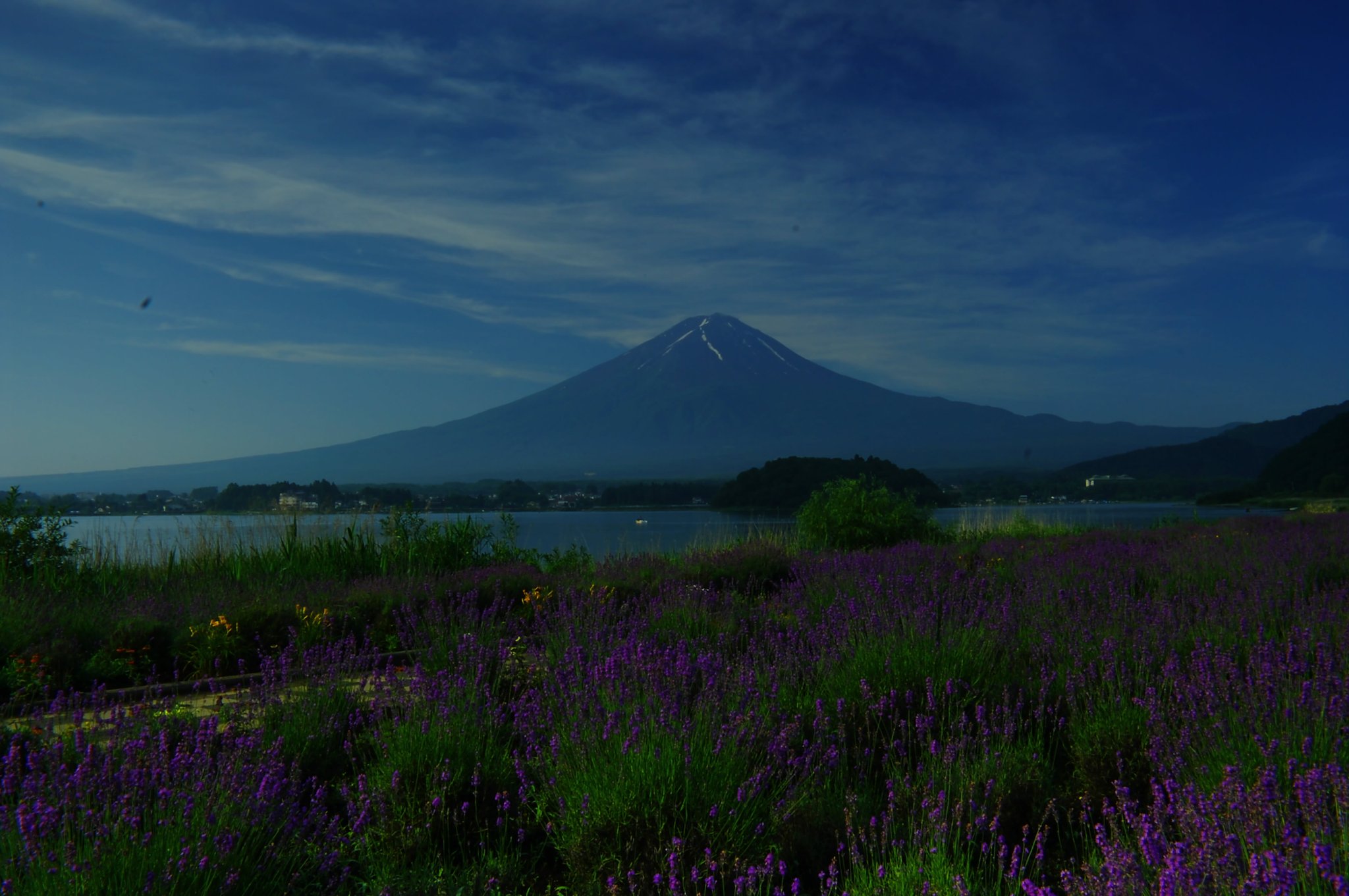 富士山とラベンダー
