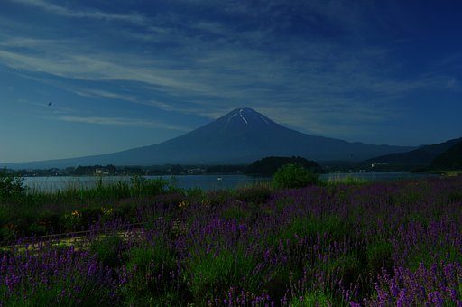 富士山とラベンダー